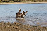 CORGI CARDIGAN 211